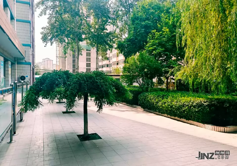 定州市中山双语小学