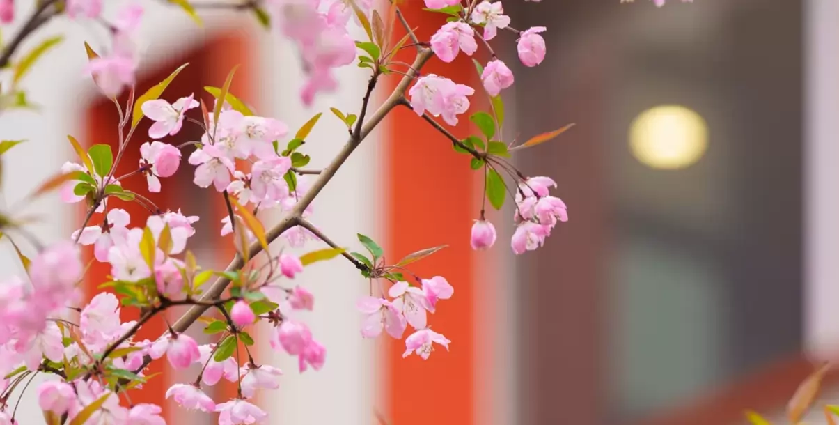 南京雨花外国语学校