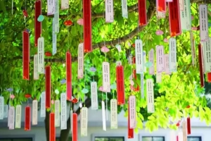 2025年成都市实外西区学校小学部招生简章(招生计划+收费标准)