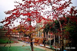 东莞市塘厦恒星小学收费标准(学费+伙食费+校车费)